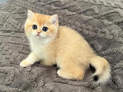 British Shorthair  Golden Male - British Shorthair - Gallery Photo #1