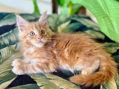 Maine Coon Orange Male - Maine Coon - Gallery Photo #1