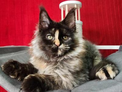 Uga Polydactyl - Maine Coon - Gallery Photo #1