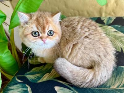 British Shorthair Golden Female - British Shorthair - Gallery Photo #1