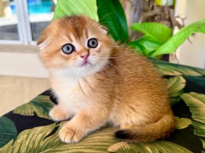 Scottish Fold Golden Male - Scottish Fold - Gallery Photo #1