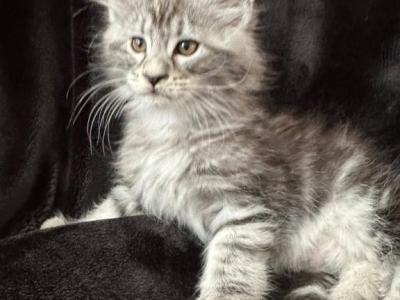 Alex - Maine Coon - Gallery Photo #1