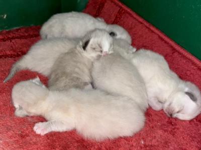 CarraShane - Ragdoll - Gallery Photo #1