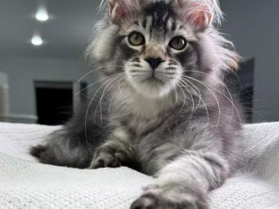 Forest Hunter - Maine Coon - Gallery Photo #1