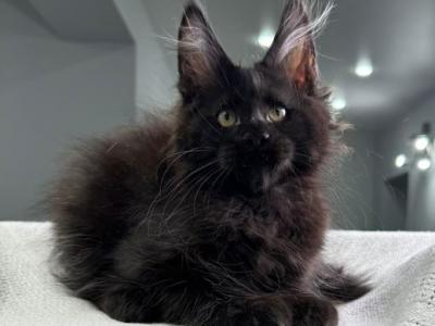 Imperator - Maine Coon - Gallery Photo #1