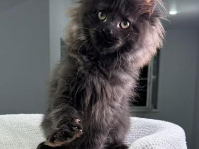 Helen - Maine Coon - Gallery Photo #1