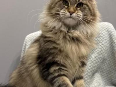 Urime - Maine Coon - Gallery Photo #1