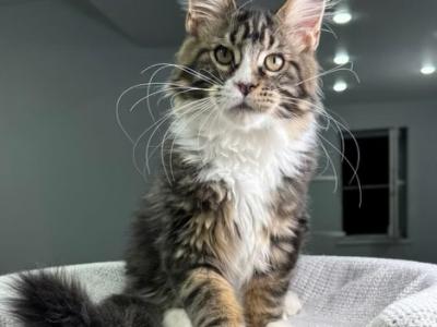 Xanter - Maine Coon - Gallery Photo #1