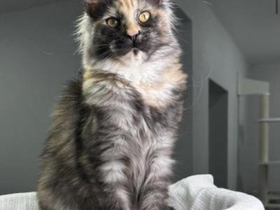 Dorothy - Maine Coon - Gallery Photo #1