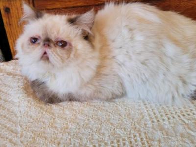 Jingles - Himalayan - Gallery Photo #1