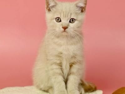 Quassim - British Shorthair - Gallery Photo #1