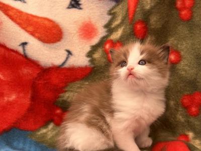 Mystics Kittens - Ragdoll - Gallery Photo #1