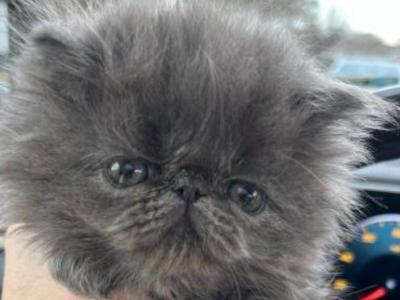 Blue Boy - Persian - Gallery Photo #1