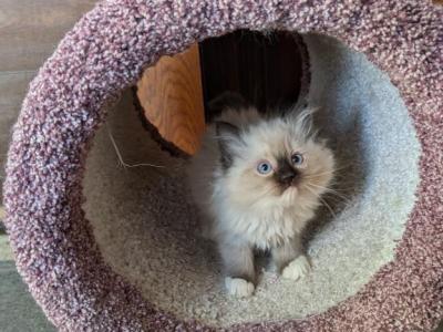 TICA Mitted Seal Ragdoll Kitten Female - Ragdoll - Gallery Photo #1