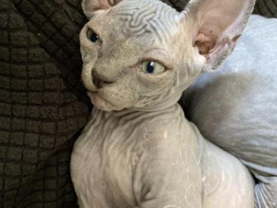 Luna - Sphynx - Gallery Photo #1