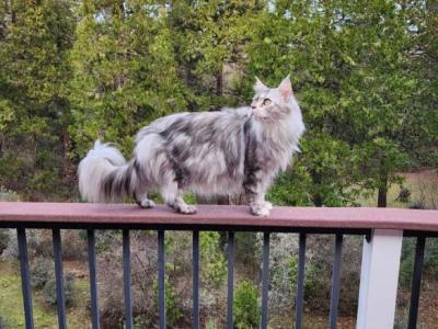 Barbie - Maine Coon - Gallery Photo #1