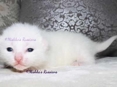 Russian White Kittens - Russian Blue - Gallery Photo #1