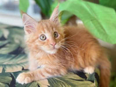 Maine Coon Orange  Male - Maine Coon - Gallery Photo #1