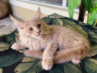 Maine Coon Cream  Male - Maine Coon - Gallery Photo #1