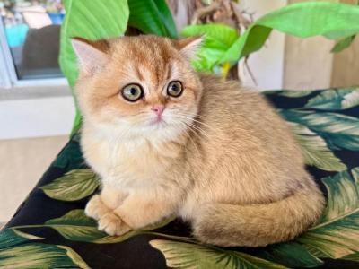 British Shorthair Golden  Female - British Shorthair - Gallery Photo #1