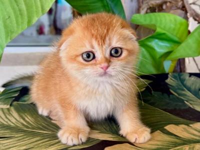 Scottish Fold Golden  Female - Scottish Fold - Gallery Photo #1