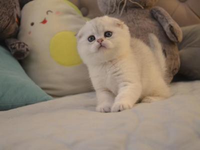 Scottish Fold Silver Chinchilla Gilly - Scottish Fold - Gallery Photo #1