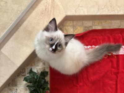 Ragdoll Kitten Southern California - Ragdoll - Gallery Photo #1