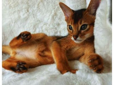 Jane - Abyssinian - Gallery Photo #1