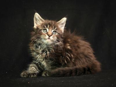 Regina Polydactyl - Maine Coon - Gallery Photo #1