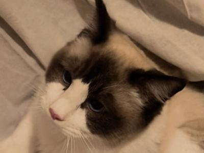 Cody - Ragdoll - Gallery Photo #1