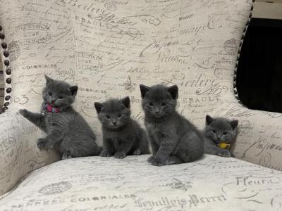 Russian Blue Kittens - Russian Blue - Gallery Photo #1