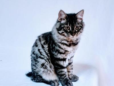 Litter C  Pushkin - Kurilian Bobtail - Gallery Photo #1