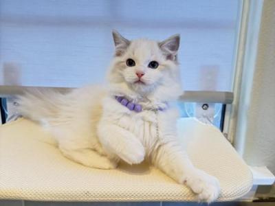 Milo - Ragdoll - Gallery Photo #1