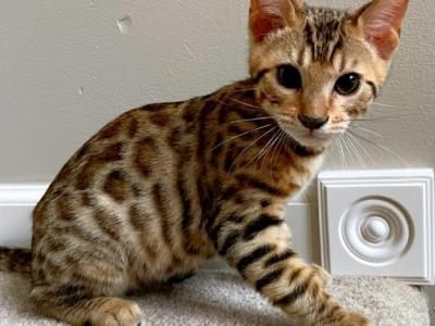 Brown Spotted Male Bengal - Bengal - Gallery Photo #1