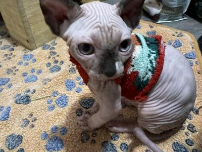 Sphynx Girl Nala - Sphynx - Gallery Photo #1