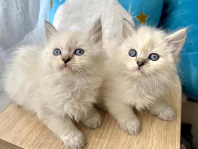 Ragdoll   Brothers - Ragdoll - Gallery Photo #1