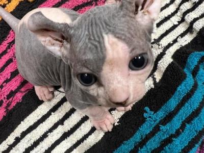 Sofi's Litter Purebred Sphynx Kittens - Sphynx - Gallery Photo #1