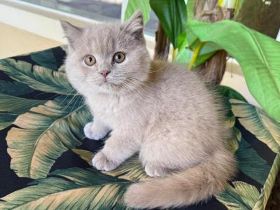 British Shorthair Lilac Male - British Shorthair - Gallery Photo #1