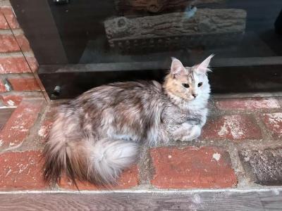 Ember - Maine Coon - Gallery Photo #1