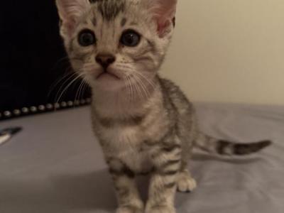 Silver Male 1 - Bengal - Gallery Photo #1