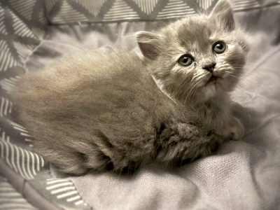 Smokey - Persian - Gallery Photo #1