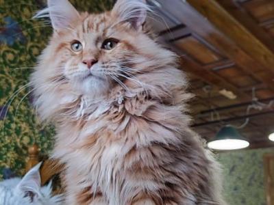 Marsik - Maine Coon - Gallery Photo #1