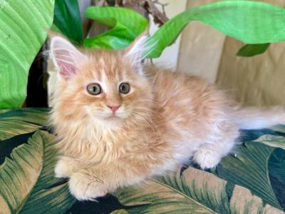 Maine Coon Orange  Female - Maine Coon - Gallery Photo #1