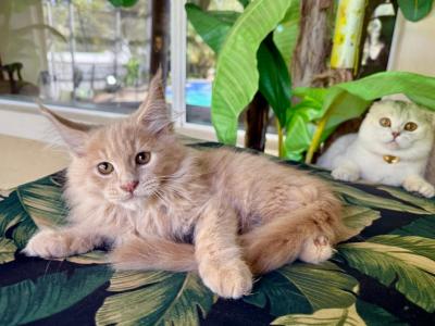 Maine Coon Cream  Male - Maine Coon - Gallery Photo #1