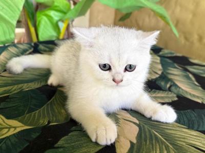 British Shorthair Silver Chinchilla  Female - British Shorthair - Gallery Photo #1