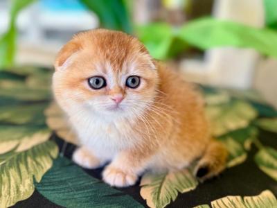 Scottish Fold Golden  Female - Scottish Fold - Gallery Photo #1