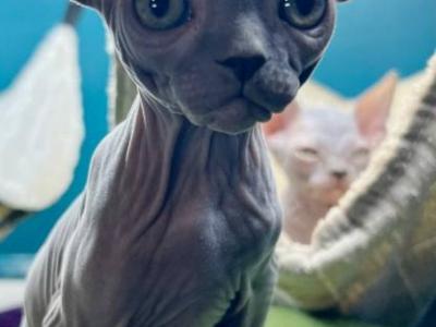 Leonardo - Sphynx - Gallery Photo #1