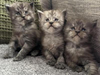 Black Smoke Kittens - Maine Coon - Gallery Photo #1