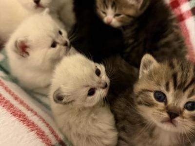 Ragdoll Kittens - Ragdoll - Gallery Photo #1