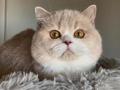 Creamy - British Shorthair - Gallery Photo #1